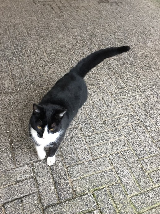 Kat gevonden in Hoonhorst - Foto: Eigen geleverde foto