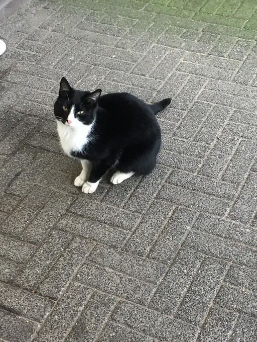 Kat gevonden in Hoonhorst - Foto: Eigen geleverde foto