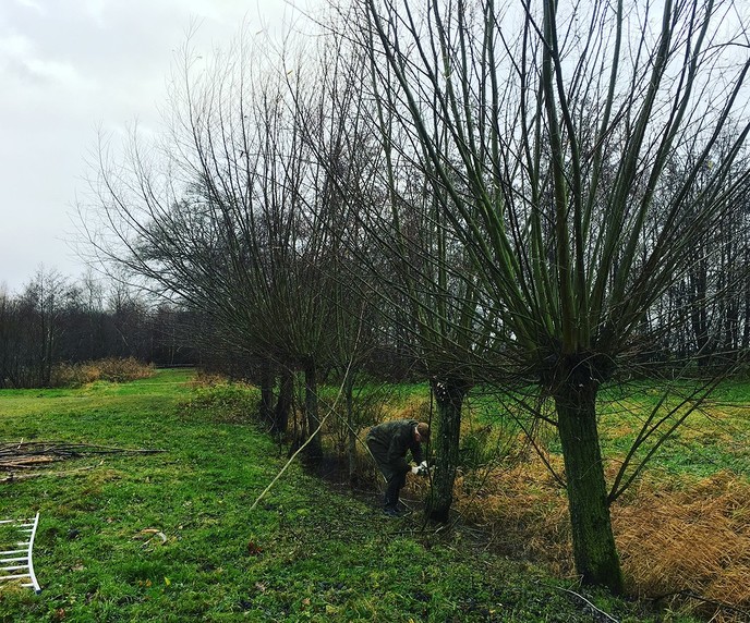 Ondanks regen volop wilgen knotten