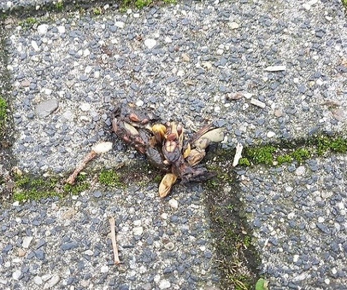 Ook zij laten een poepje - Foto: Gruune Jopie