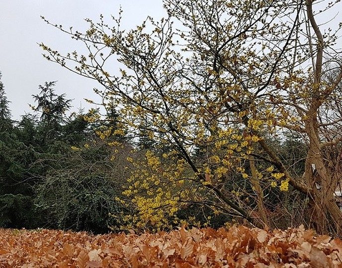 Toveren door een plant - Foto: Gruune Jopie