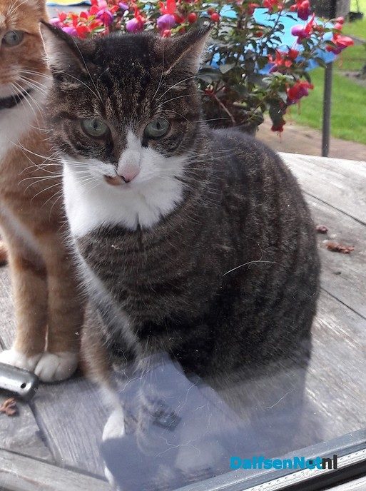 Poes vermist - Foto: Ingezonden foto