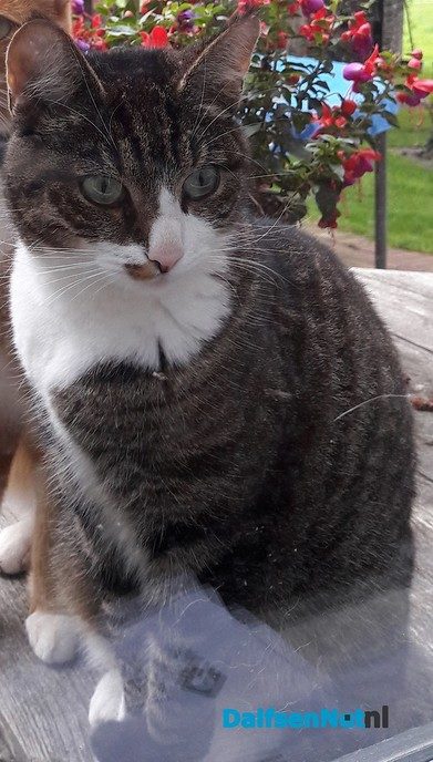 Poes vermist - Foto: Ingezonden foto