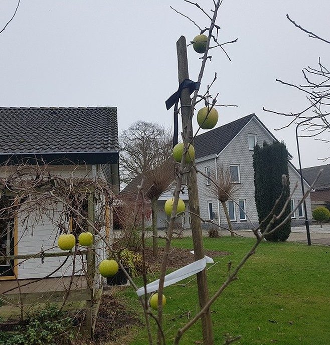 Appels om te plukken - Foto: Gruune Jopie