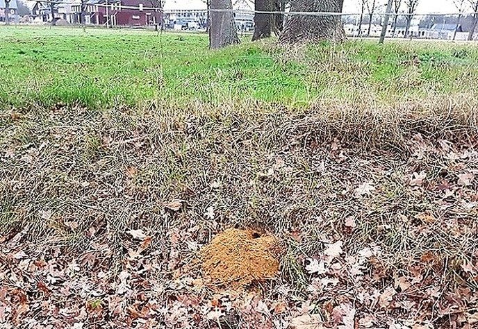 Een gagie, ma wel diep graam - Foto: Gruune Jopie