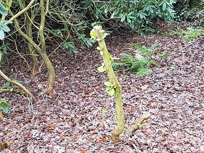 Stok met blad - Foto: Gruune Jopie