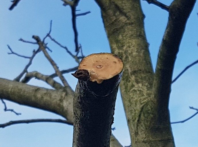 Nuttenboom giet der echt niet dood an - Foto: Gruune Jopie