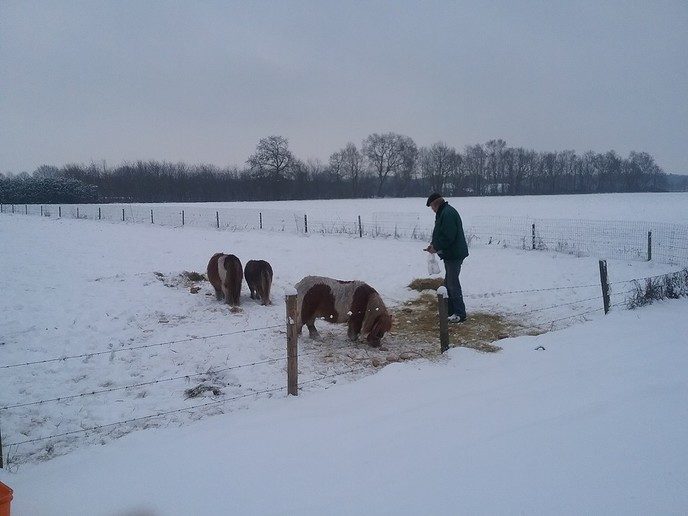 Winter in Dalfsen