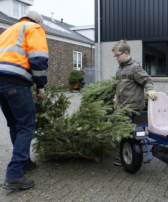 Record inzameling kerstbomen - Foto: Paul Scholten