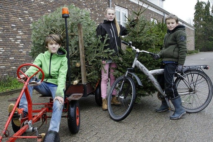 Record inzameling kerstbomen - Foto: Paul Scholten