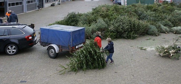 Record inzameling kerstbomen - Foto: Paul Scholten