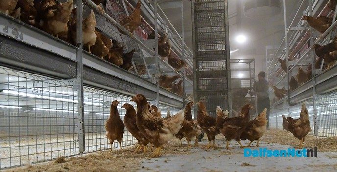 Een nieuw begin in de nieuwe stal van Pluimveebedrijf Visscher - Foto: Johan Bokma
