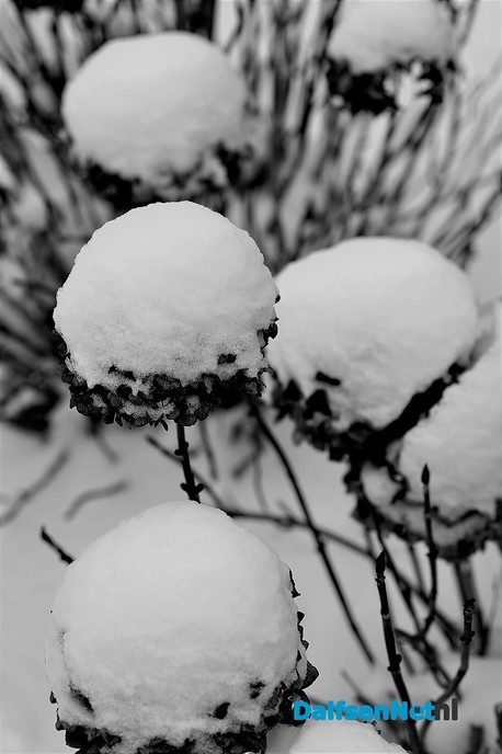 Prachtige winterbeelden van Ben Jonkman - Foto: Ben Jonkman