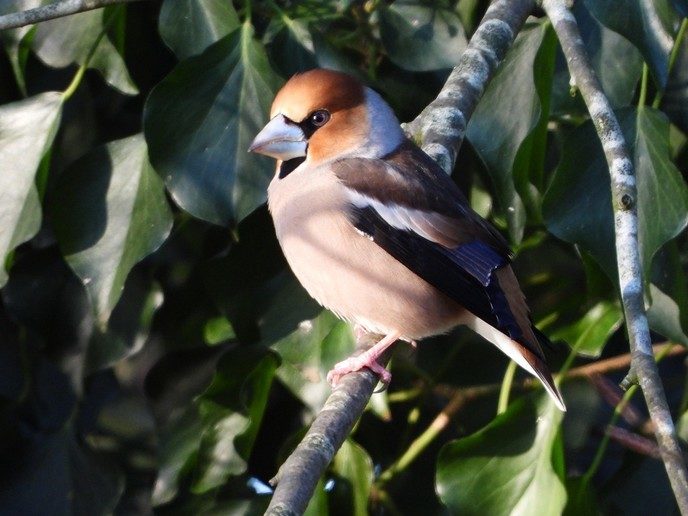 Vogels genieten van het bijvoederen - Foto: Eigen geleverde foto