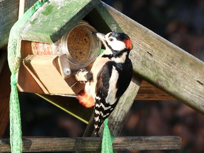 Vogels genieten van het bijvoederen - Foto: Eigen geleverde foto