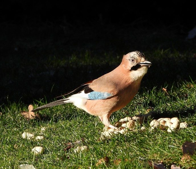 Vogels genieten van het bijvoederen - Foto: Eigen geleverde foto