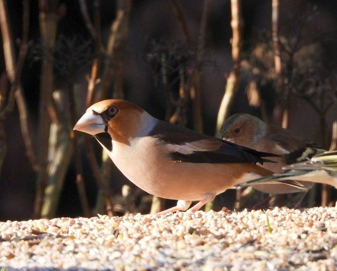 Vogels genieten van het bijvoederen - Foto: Eigen geleverde foto
