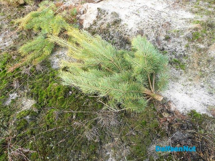 Met de buren het bos in voor natuuronderhoud
