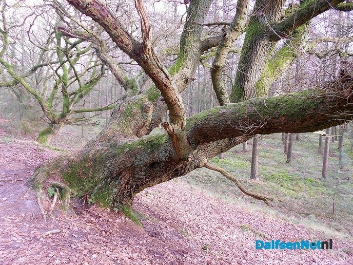 Het bos op Rechteren is mooi