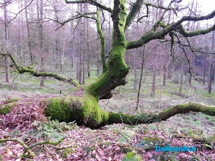 Het bos op Rechteren is mooi