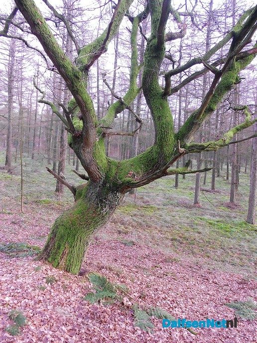 Het bos op Rechteren is mooi