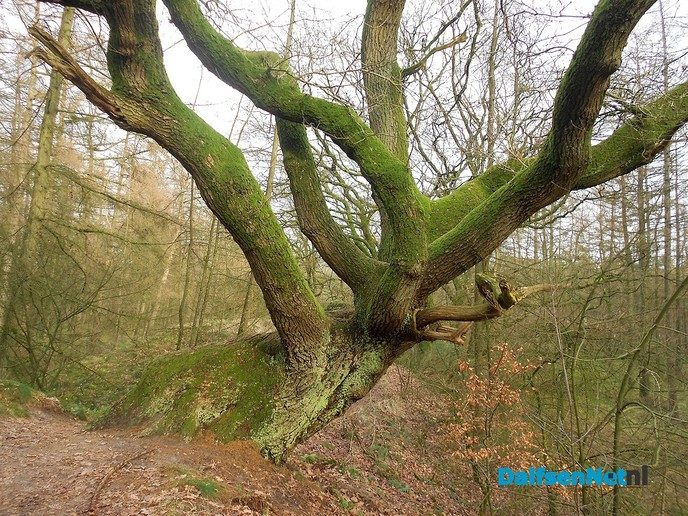 Het bos op Rechteren is mooi