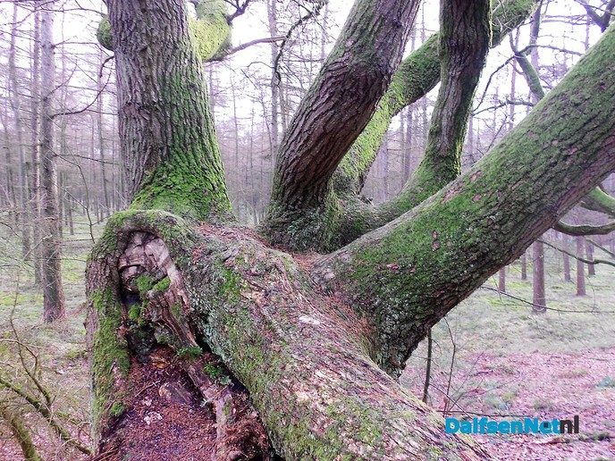 Het bos op Rechteren is mooi