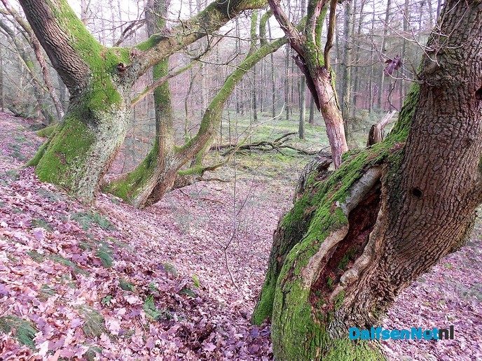 Het bos op Rechteren is mooi