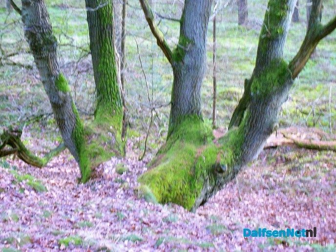 Het bos op Rechteren is mooi