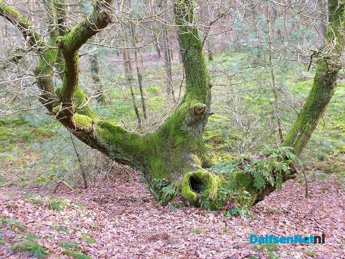 Het bos op Rechteren is mooi