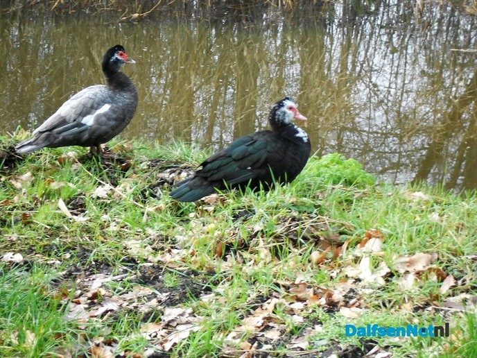Tamme wilde eenden