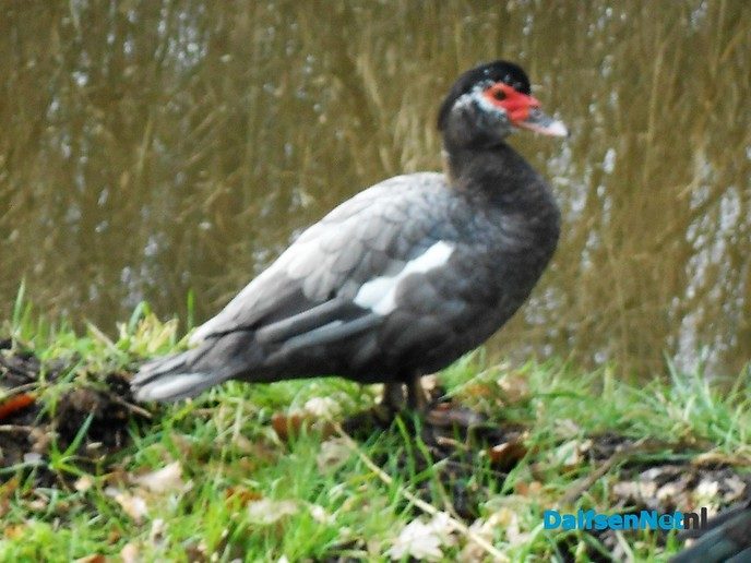 Tamme wilde eenden
