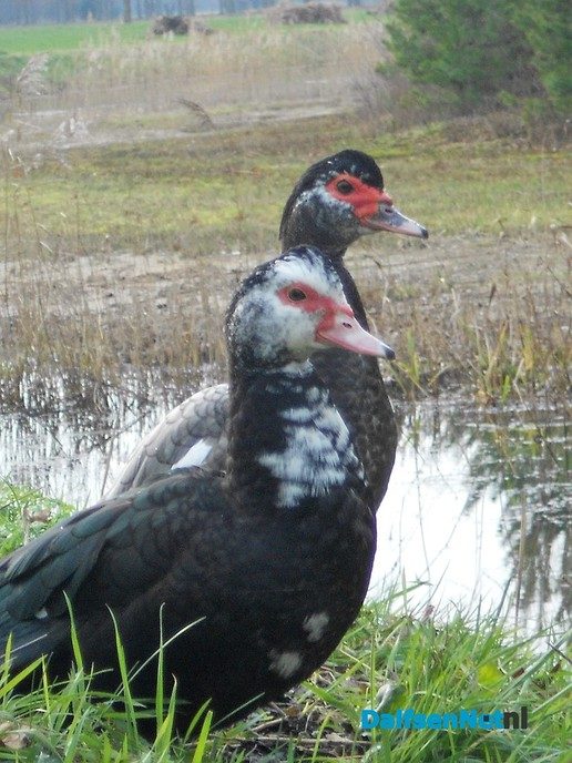 Tamme wilde eenden