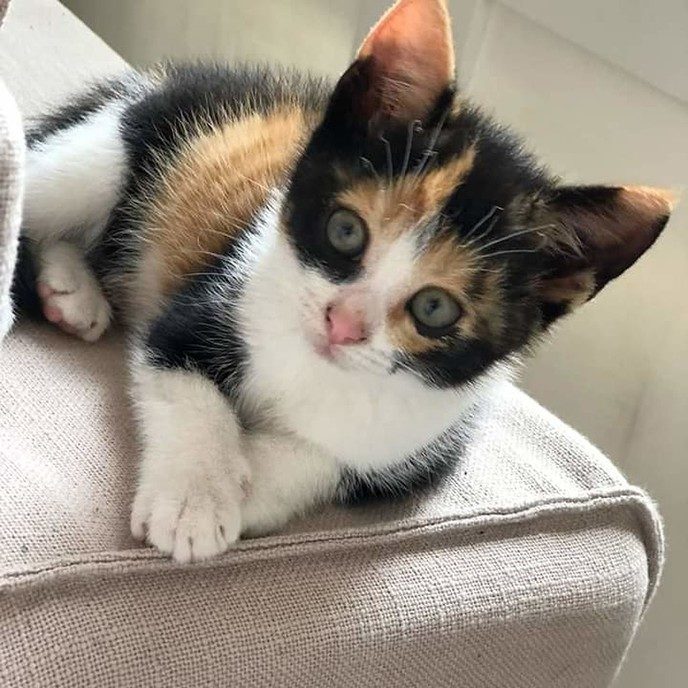 Kat vermist centrum Dalfsen - Foto: Eigen geleverde foto