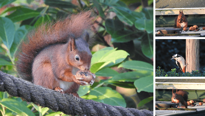 Nieuwe beelden dieren tuin - Foto: Eigen geleverde foto