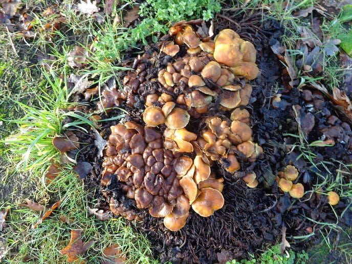 Is het nog herfst? Nee dus. - Foto: Eigen geleverde foto