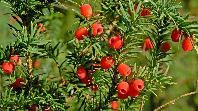 Uitleg wanneer Taxus dodelijke is - Foto: Gruune Jopie