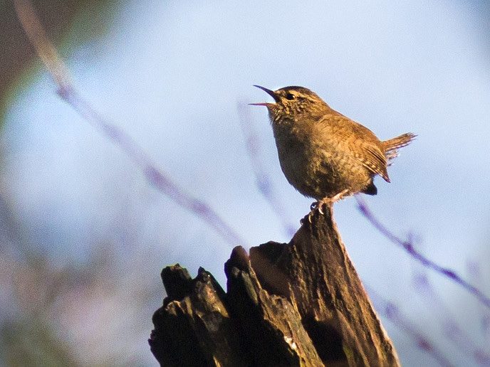 Zangcursus bij IVN - Foto: Eigen geleverde foto