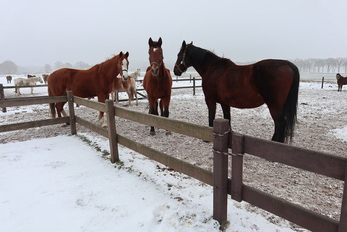 Je kan weer paarden knuffelen tevens rommelmarkt - Foto: Eigen geleverde foto