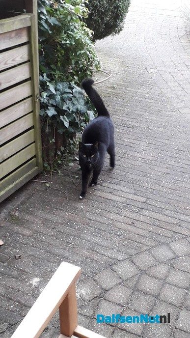 Van wie is deze poes? - Foto: Ingezonden foto