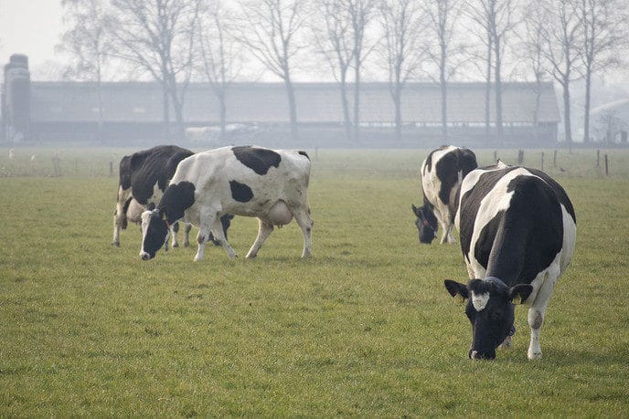 Koeien naar buiten op 28 februari…. - Foto: Geert Bistervels