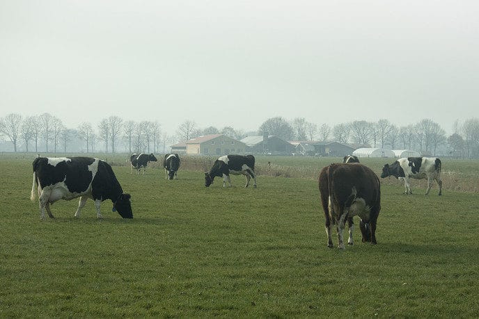 Koeien naar buiten op 28 februari…. - Foto: Geert Bistervels