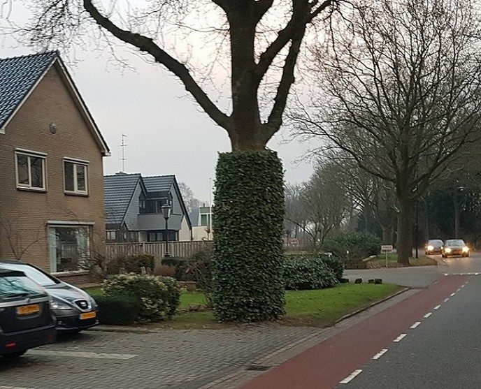 Een boom met een jas aan - Foto: Gruune Jopie