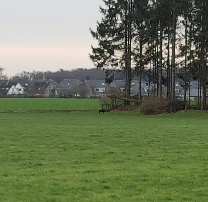 Grune Jopie ziet Zwarte ree - Foto: Gruune Jopie