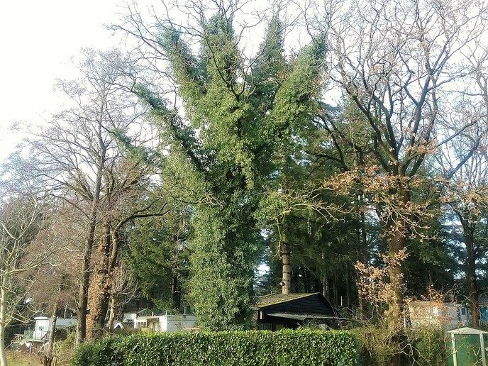 Hedera (klimop) klimt de boomtoppen in - Foto: Eigen geleverde foto