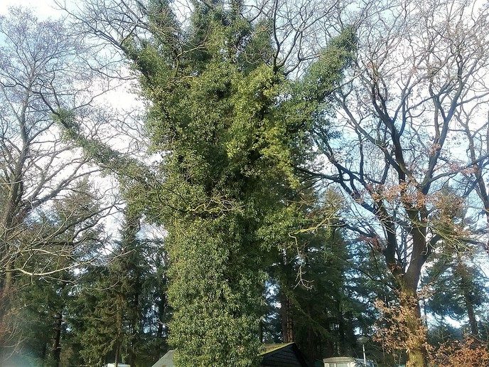 Hedera (klimop) klimt de boomtoppen in - Foto: Eigen geleverde foto