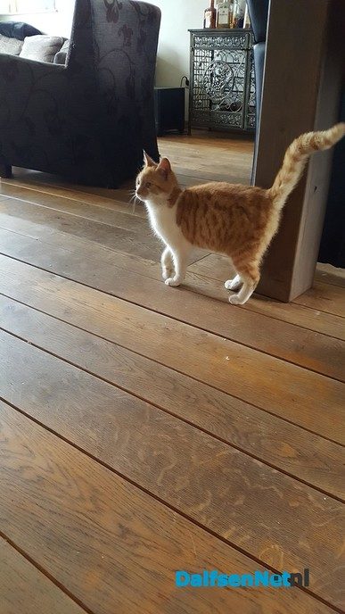 Jonge kitten gevonden (update) - Foto: Ingezonden foto