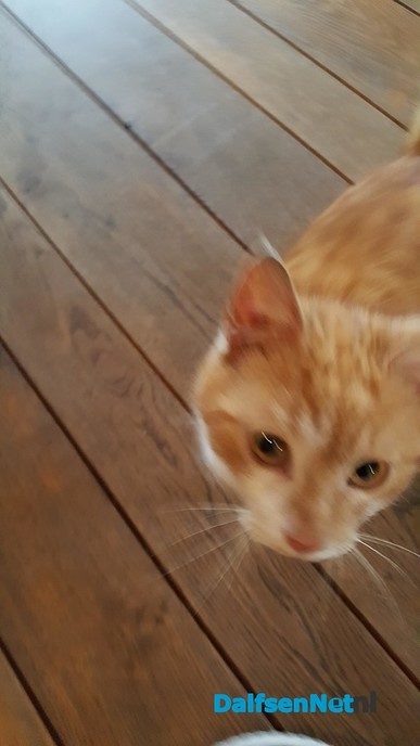 Jonge kitten gevonden (update) - Foto: Ingezonden foto