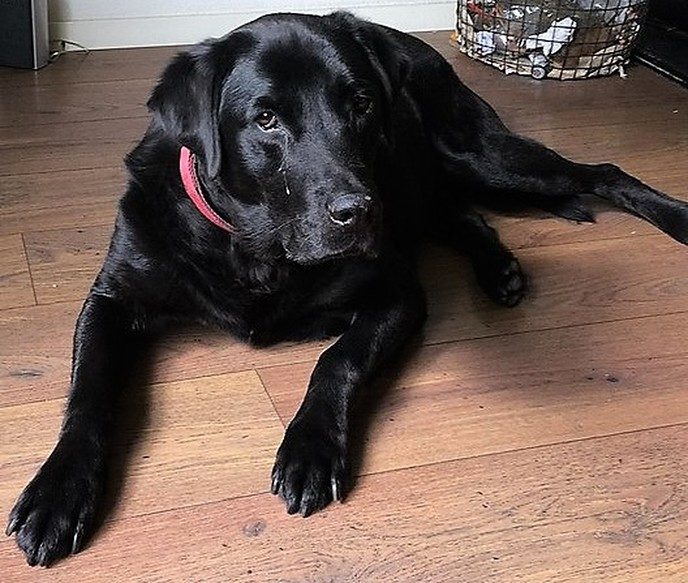 Hond vermist