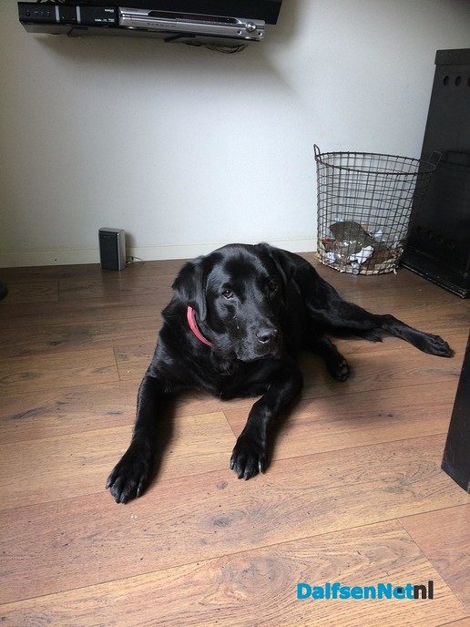 Hond vermist - Foto: Ingezonden foto